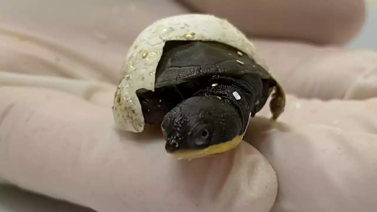 New hope for critically-endangered turtle as pairs mate for first time at breeding facility