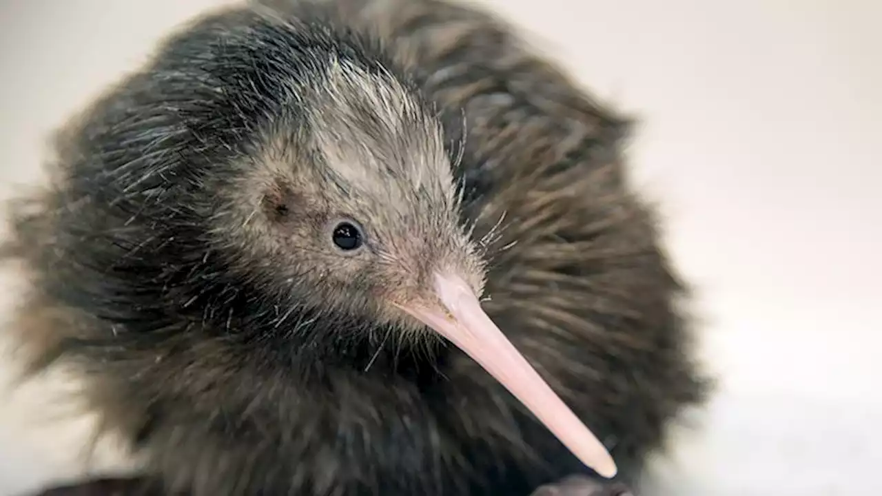 US zoo ends kiwi petting experience after outcry from New Zealanders | CNN