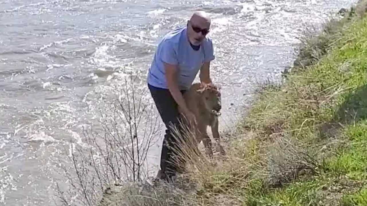 Yellowstone National Park says encounter between park visitor and bison calf forced authorities to euthanize animal | CNN