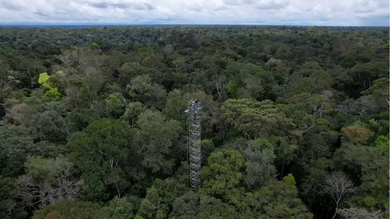 Brazil builds 'rings of carbon dioxide' to simulate climate change in the Amazon