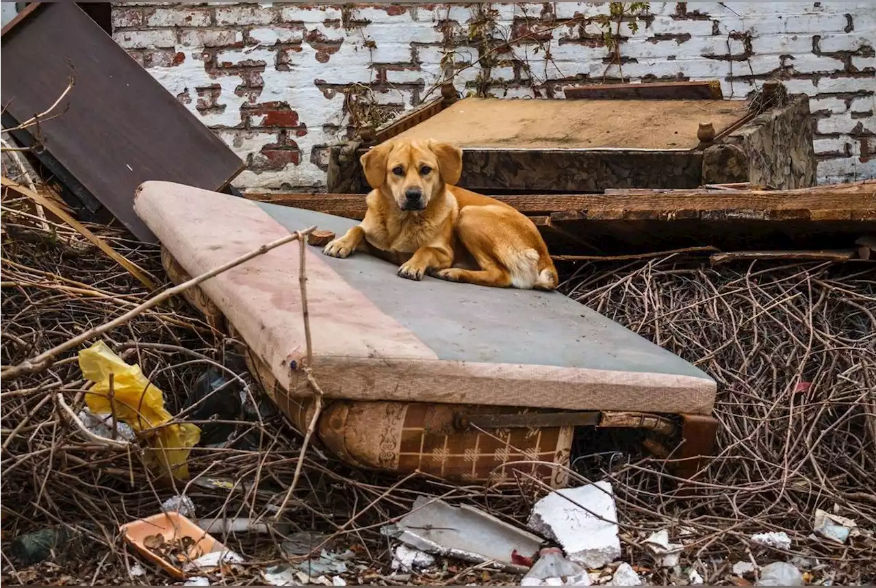 Cette vidéo du sauvetage d’un chien piégé après une tornade va vous faire fondre