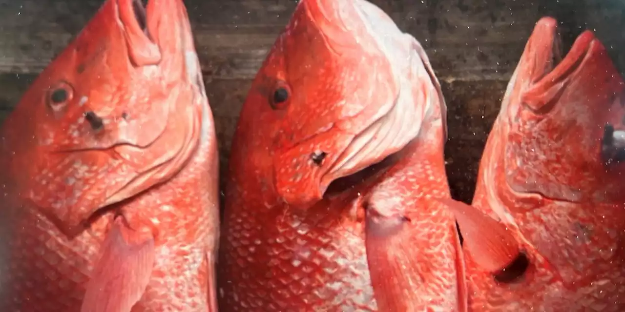 Alabama red snapper season set to open with half the quota of 2022