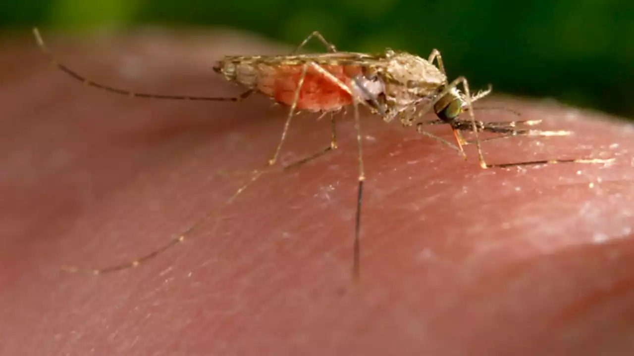 New study reveals what, exactly, in human body odor attracts mosquitoes