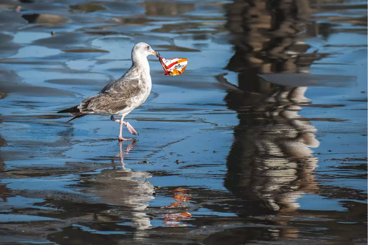 Este plástico supuestamente biodegradable no se deshace en el mar