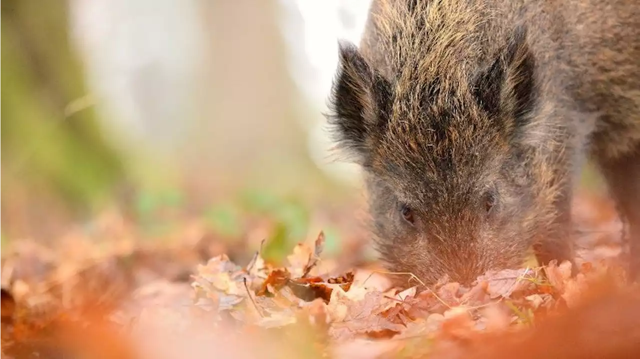 Wildlife: Wild boar, ancient stones and prehistoric sites