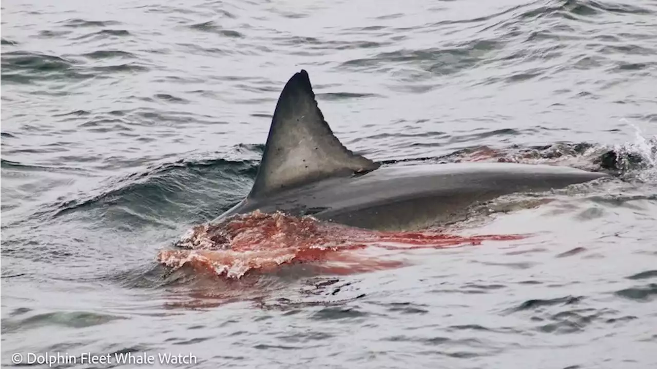 Watch a great white shark devour a seal off the coast of Cape Cod, shocking nearby whale watchers