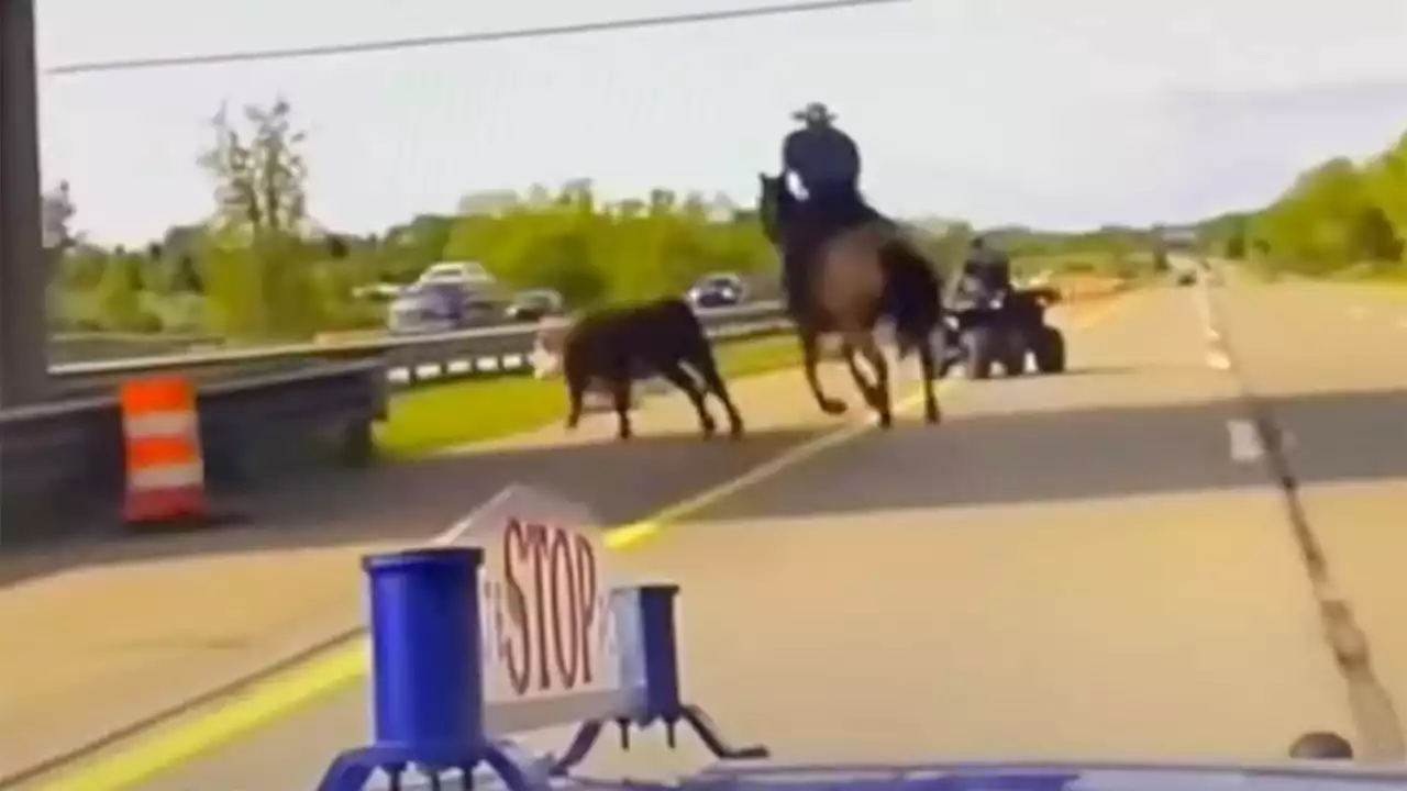 Watch a Fugitive Cow Get Lassoed by a Cowboy on an Active Freeway