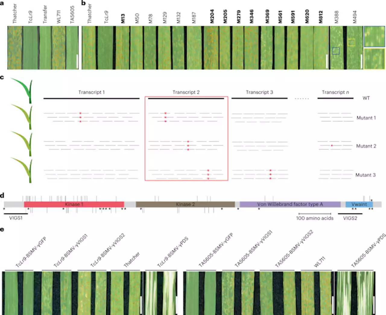 An unusual tandem kinase fusion protein confers leaf rust resistance in wheat - Nature Genetics