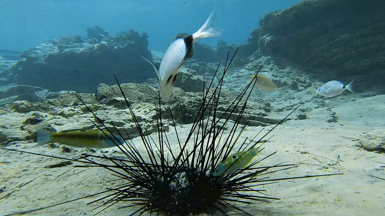 Swift, deadly epidemic kills all the black sea urchins in Gulf of Eilat, posing threat to Eilat's coral reef