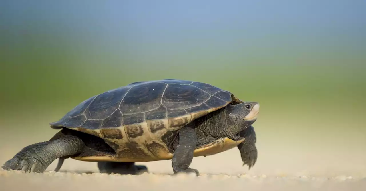 Taking the Turtle Approach to Public Policy Change