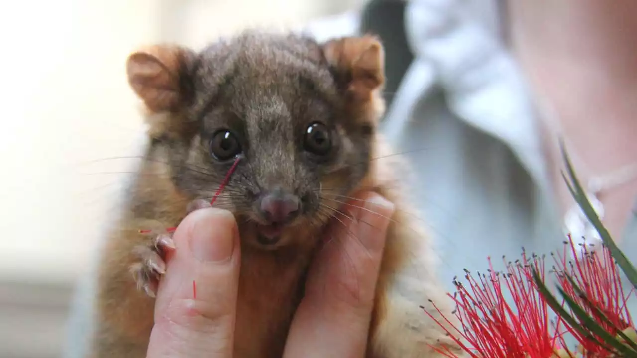 How possum poo can help detect outbreaks of a flesh-eating disease in Victoria