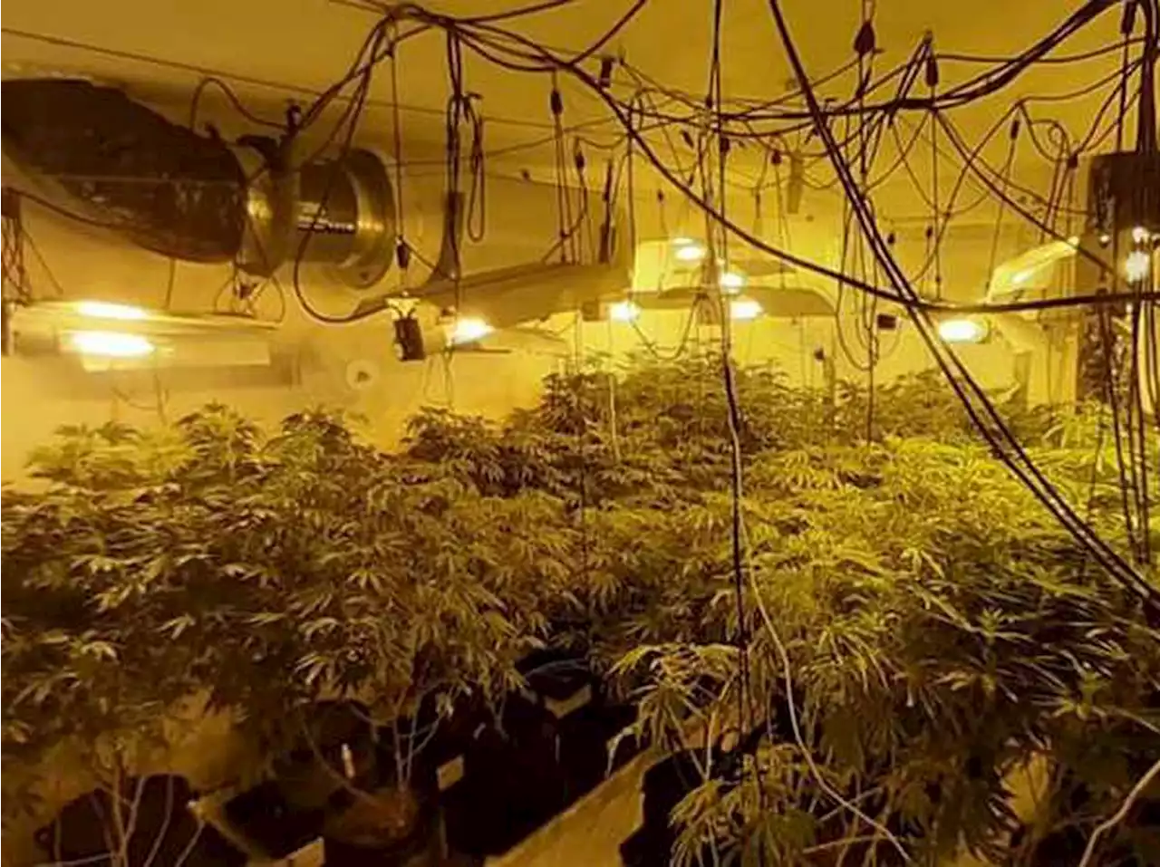 Police bust another cannabis factory in Telford