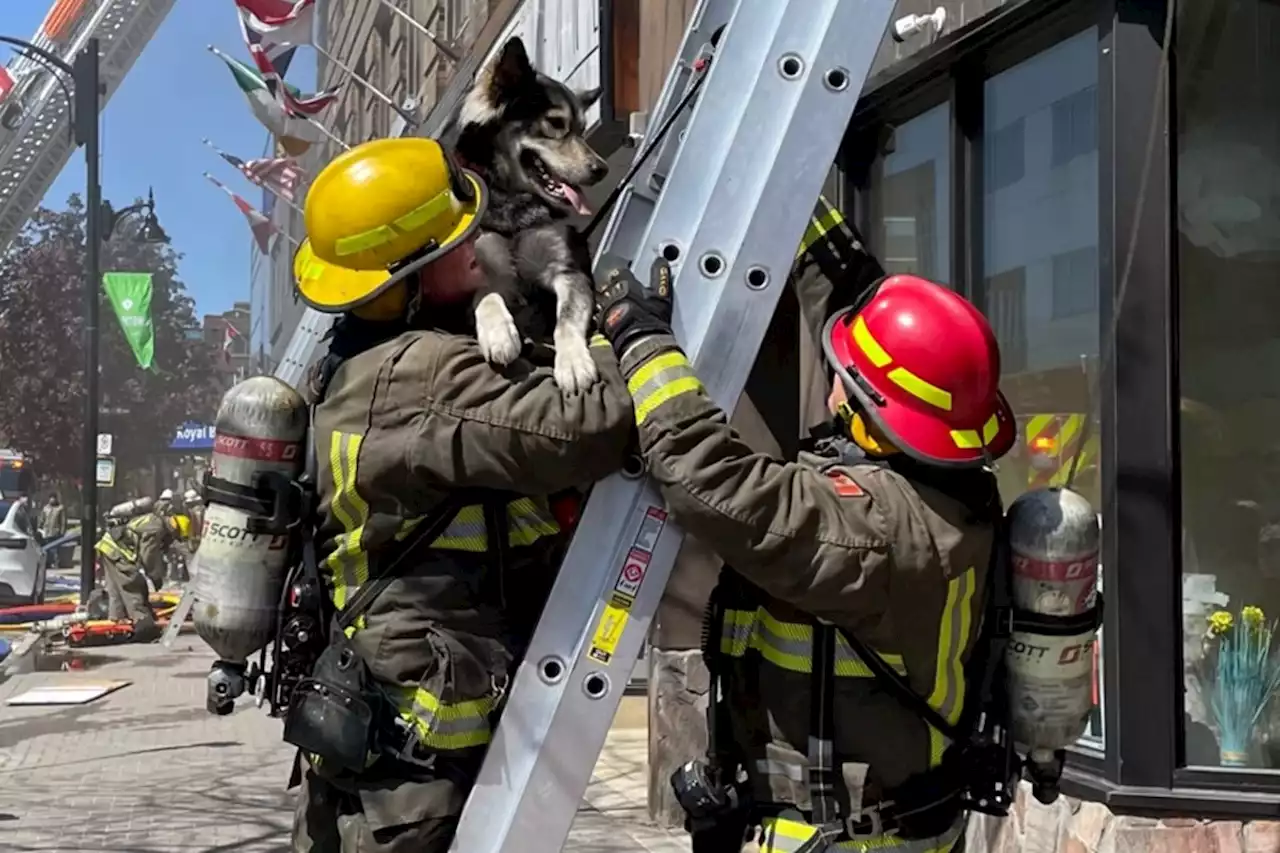 Firefighters rescue dog from burning Durham Street building