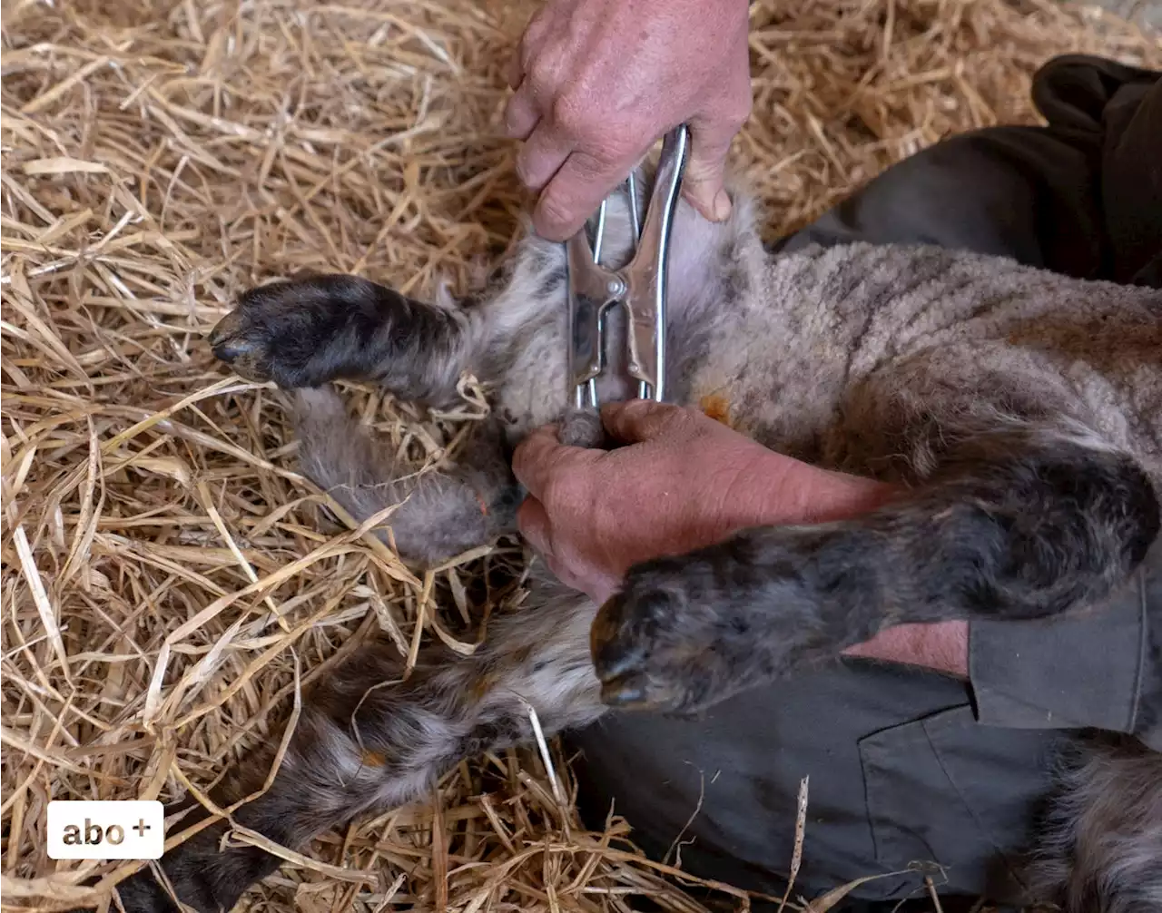 Tierhalter aus Ricken kastrierte Lämmer jahrelang ohne Narkose