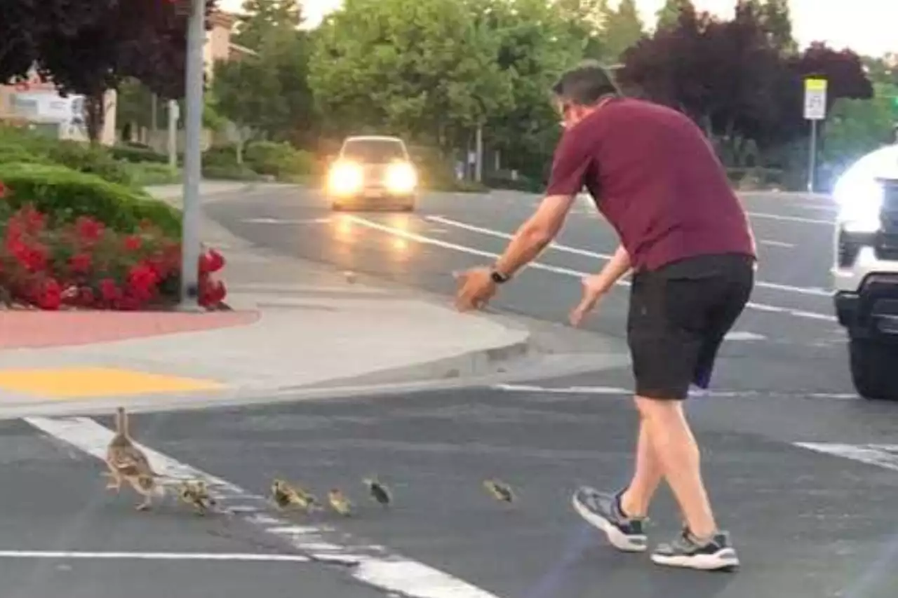 Last pic of hero dad helping ducks cross road before being run down & killed