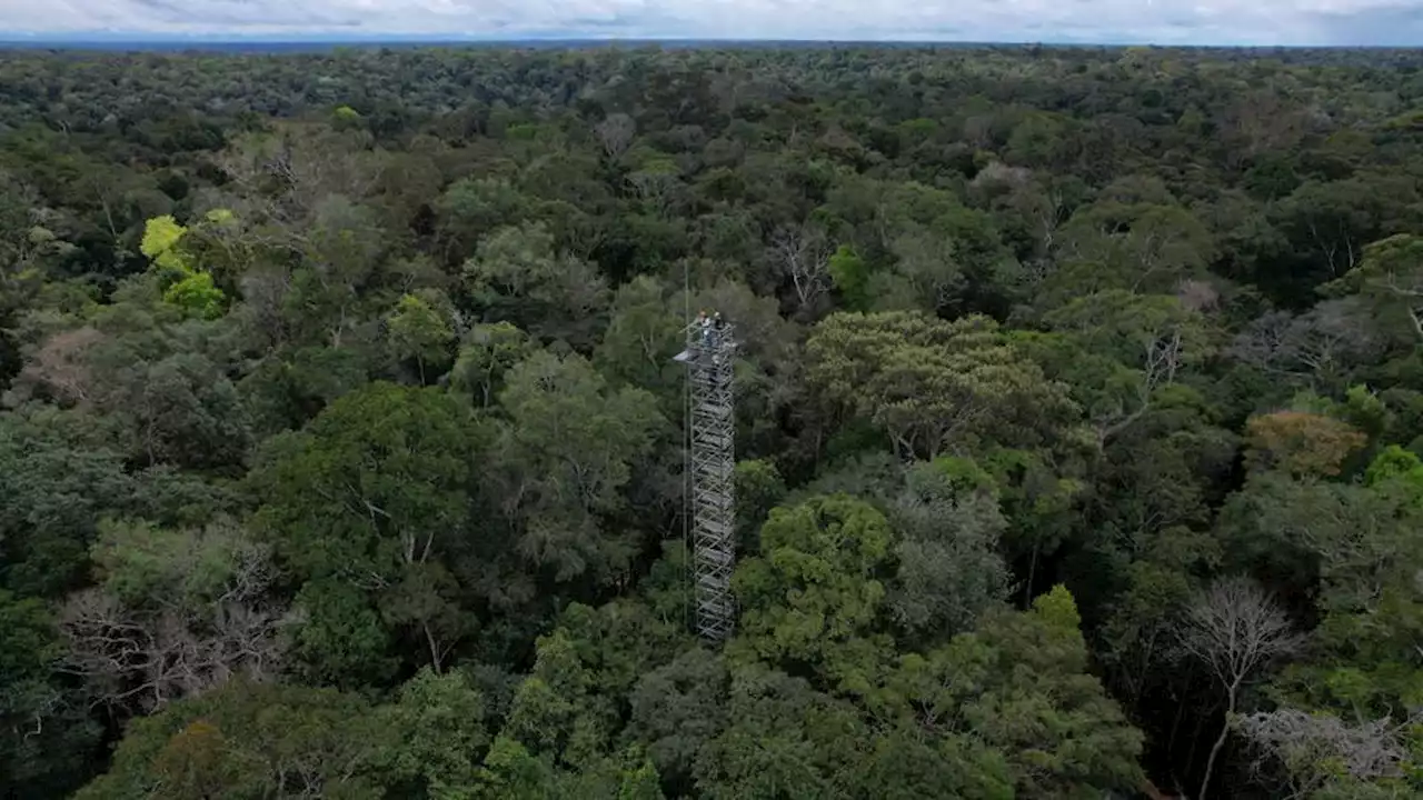 Brazil builds 'rings' of CO2 to simulate climate crisis in Amazon