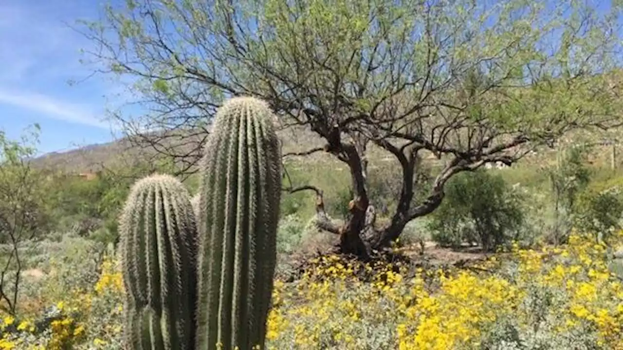 9 articles to help you design your Tucson garden