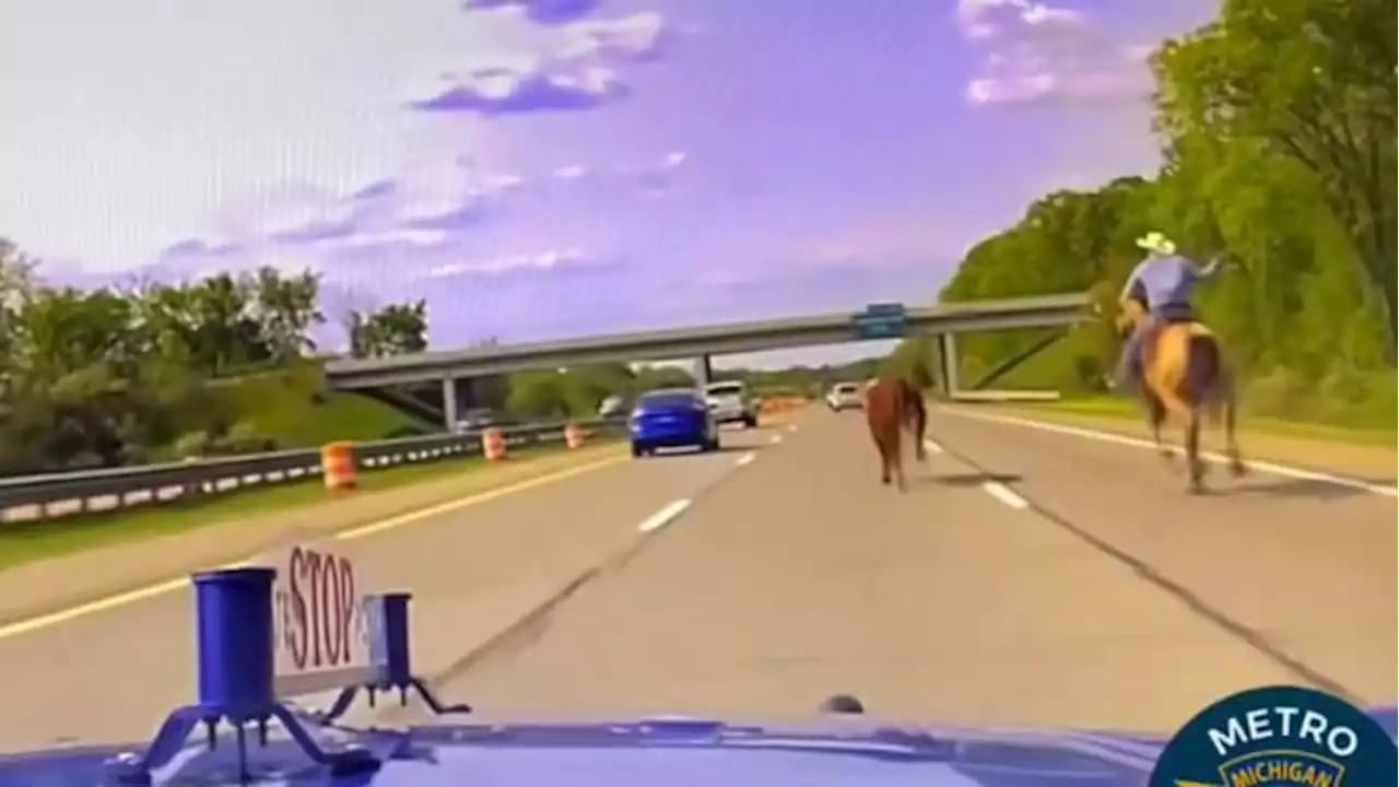 Cowboy on horseback lassoes runaway cow on highway