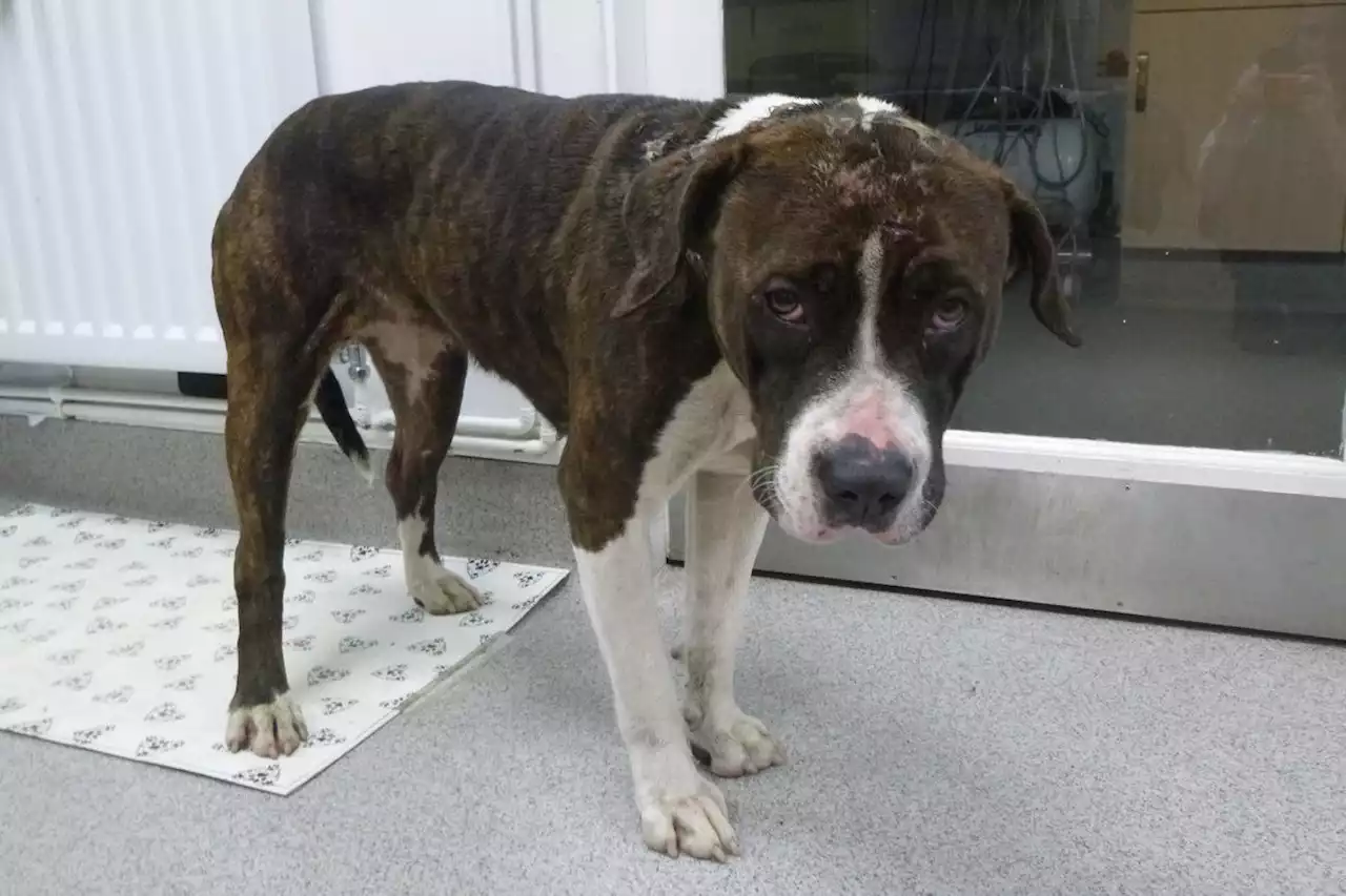 Urgent RSPCA charity appeal launched after underweight dog is found abandoned in Yorkshire