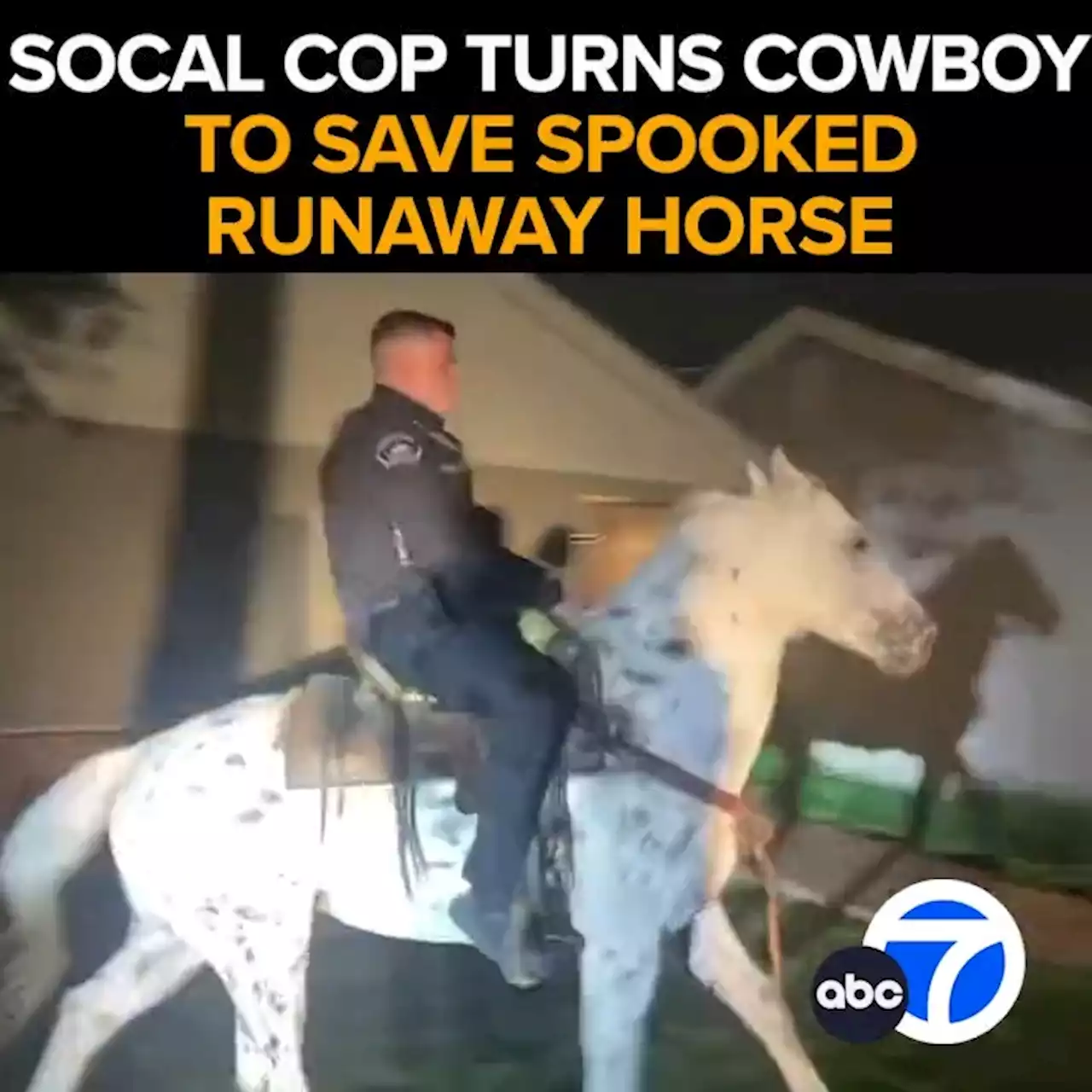 Spooked horse runs through Burbank before police officer rides animal back to owner