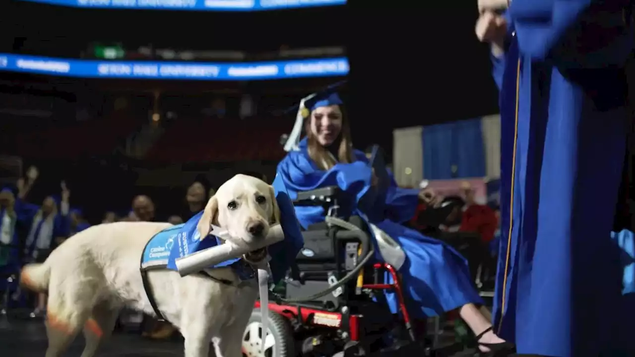 Service dog graduates with college diploma, alongside owner