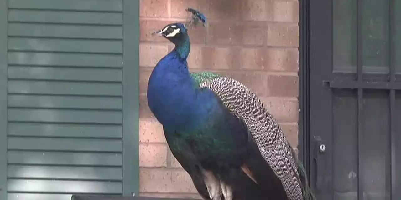 ‘They’re not just beautiful’: Neighborhood split over peacock conundrum