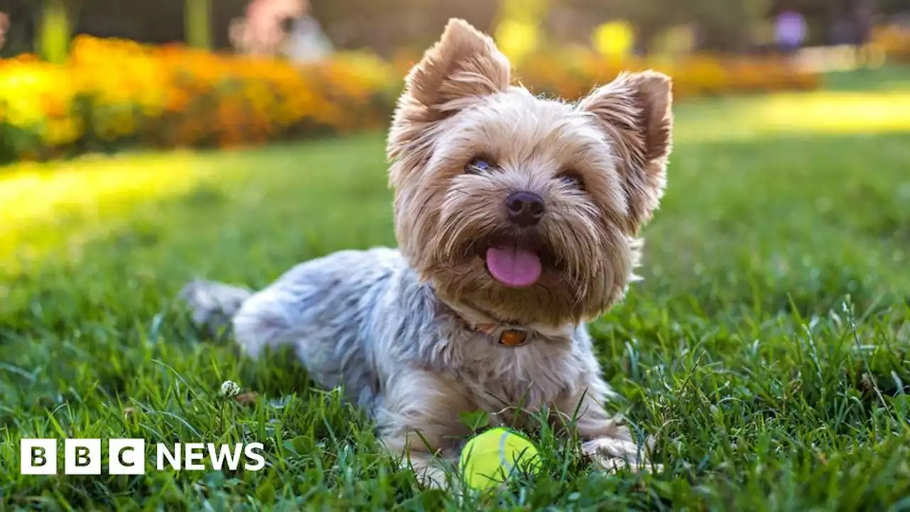 Pets at Home chain plans to open 40 new stores