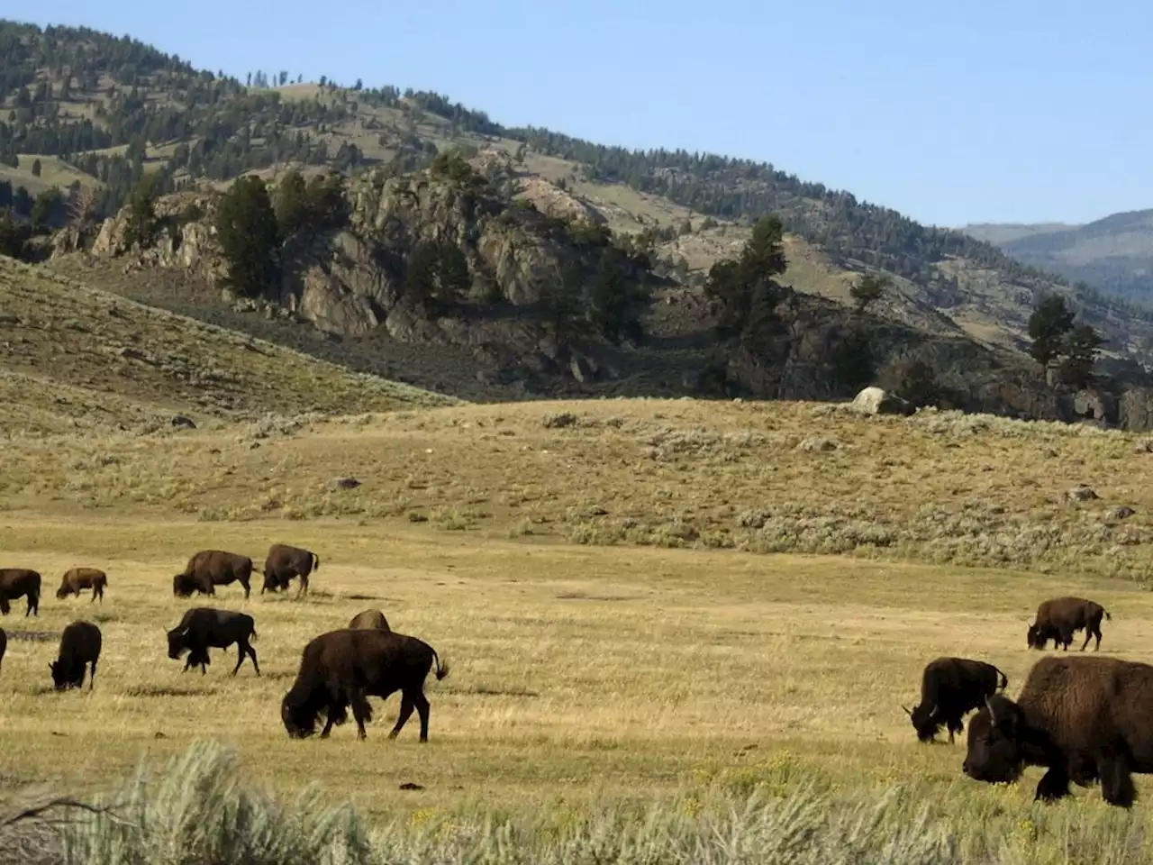 Yellowstone baby bison killed after visitor picks it up, leading herd to reject it