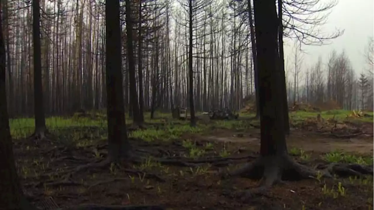 Firefighters make progress on Alberta wildfires as more evacuees return home | CBC News