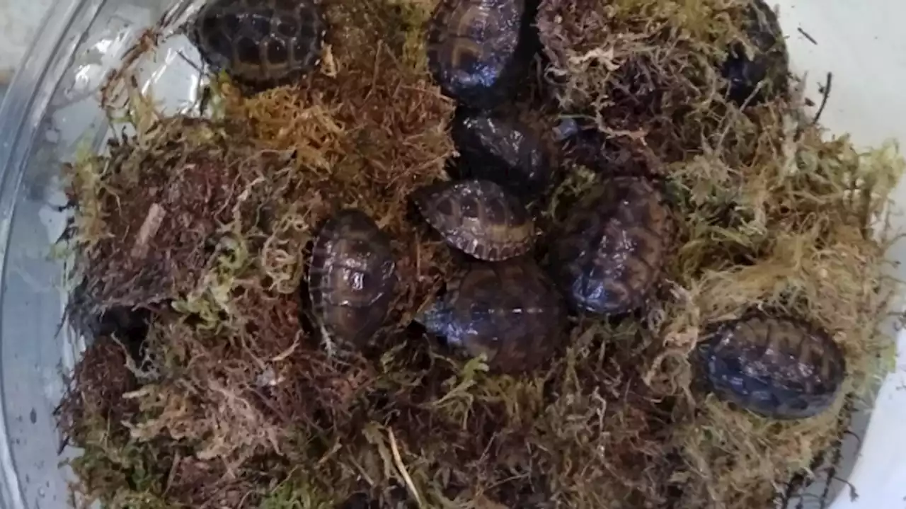 Turtle hatchlings illegally taken from habitat will be given time before return to wild