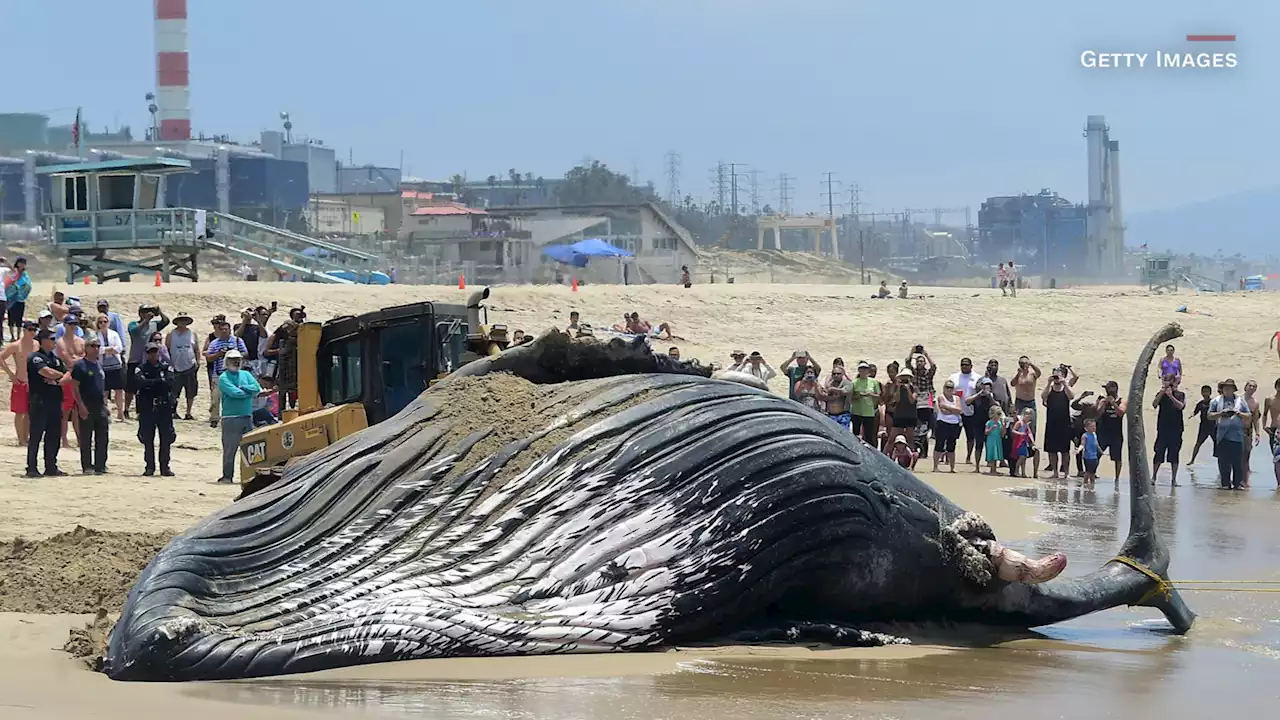 Algunos científicos afirman que estamos entrando en la 'sexta extinción masiva'