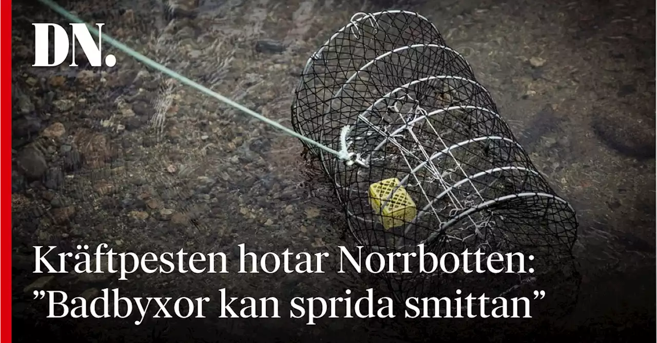 Kräftpesten hotar Norrbotten: ”Badbyxor kan sprida smittan”