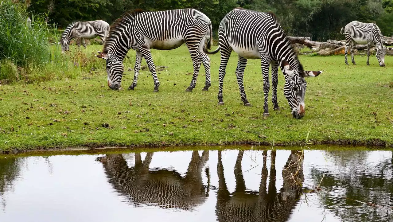 Leipziger Zoo verfüttert Zebra an Löwen