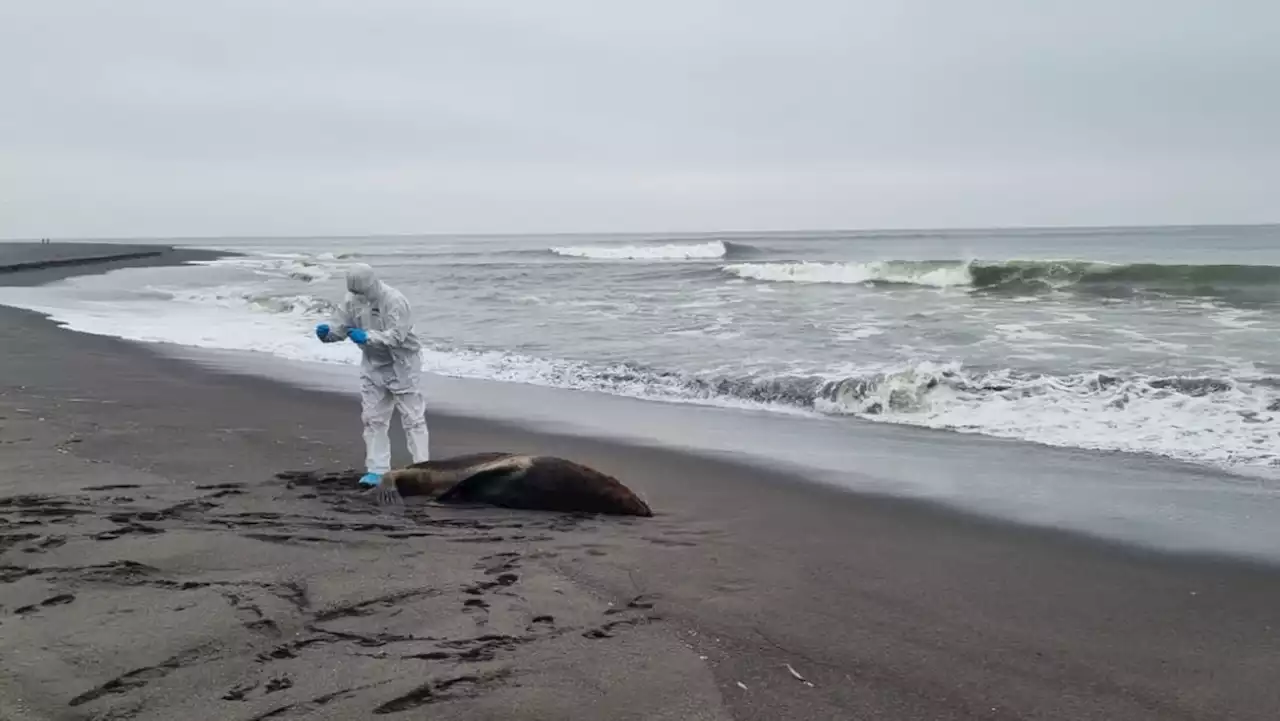 Gripe aviária se espalha no Chile e mata quase 9 mil animais marinhos