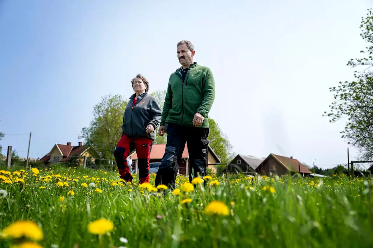 Marie och Einar förlorade 24 får i vargattacken – vill ha beslut om skyddsjakt