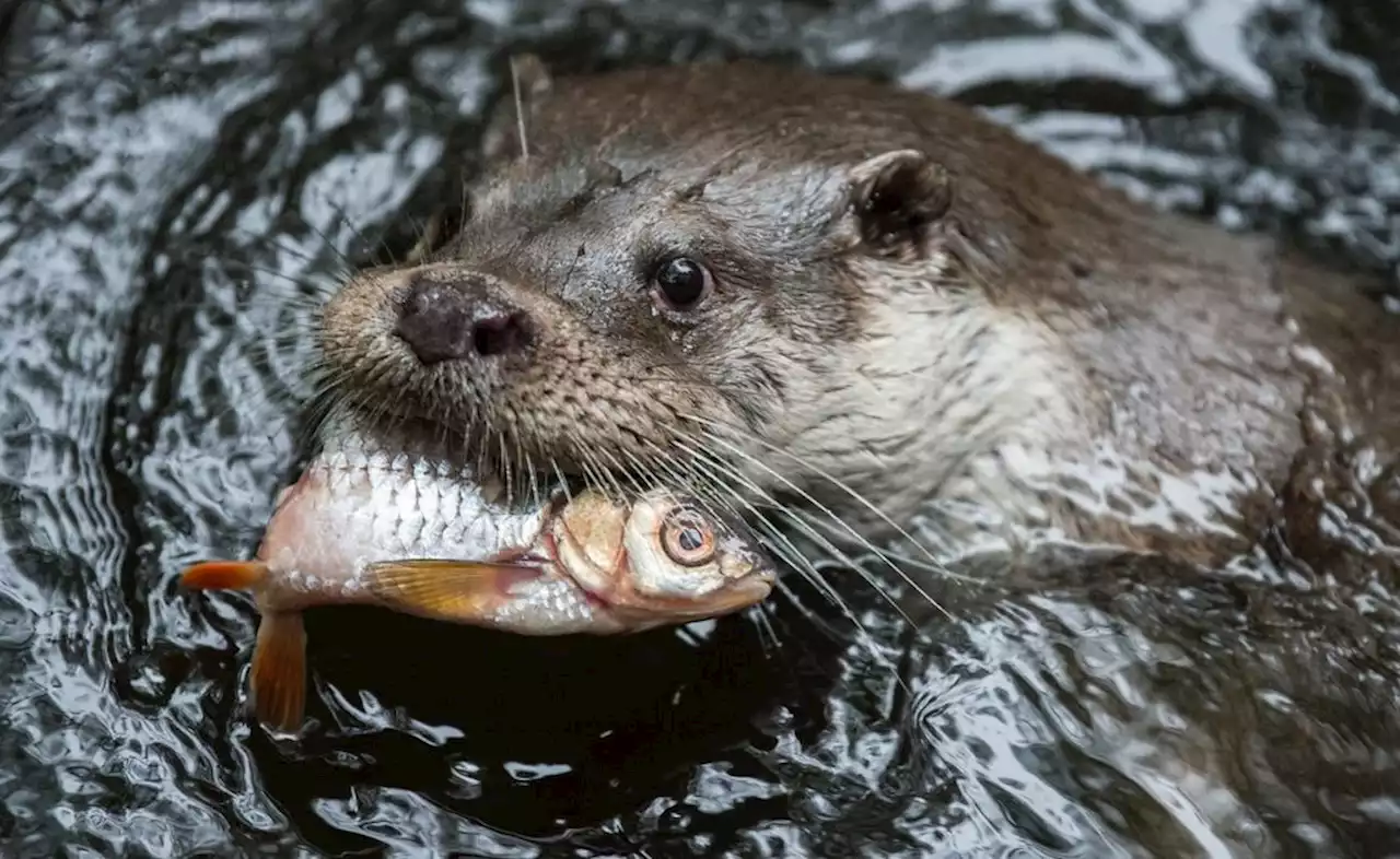 Laut neuem VGH-Urteil: Tötung von Fischottern an Oberpfälzer Fischteichen illegal - idowa