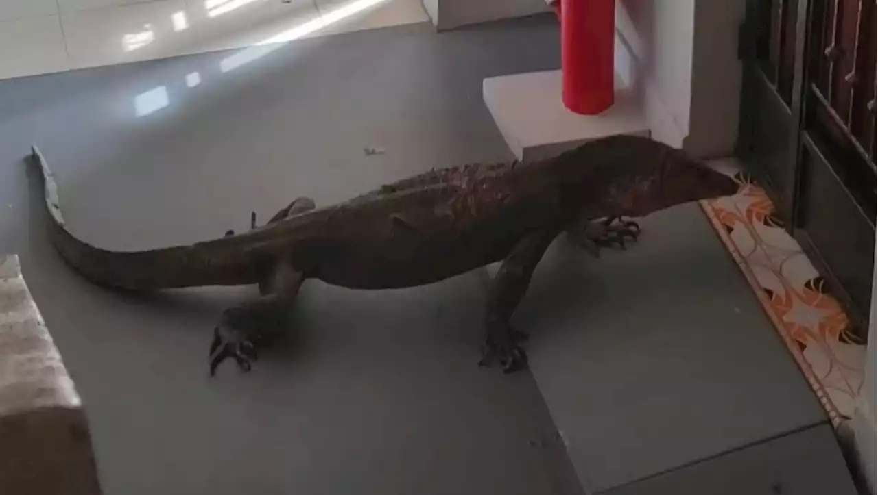 Panic at Bedok North HDB after 1.5-metre-long monitor lizard climbs 3 floors to 'visit' residents - Singapore News