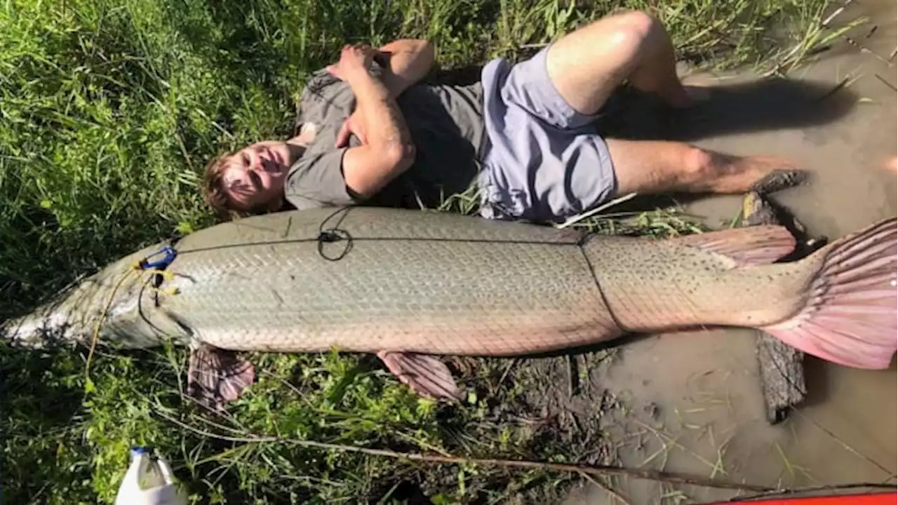 Texas fisherman catches record-breaking, 207-pound alligator gar