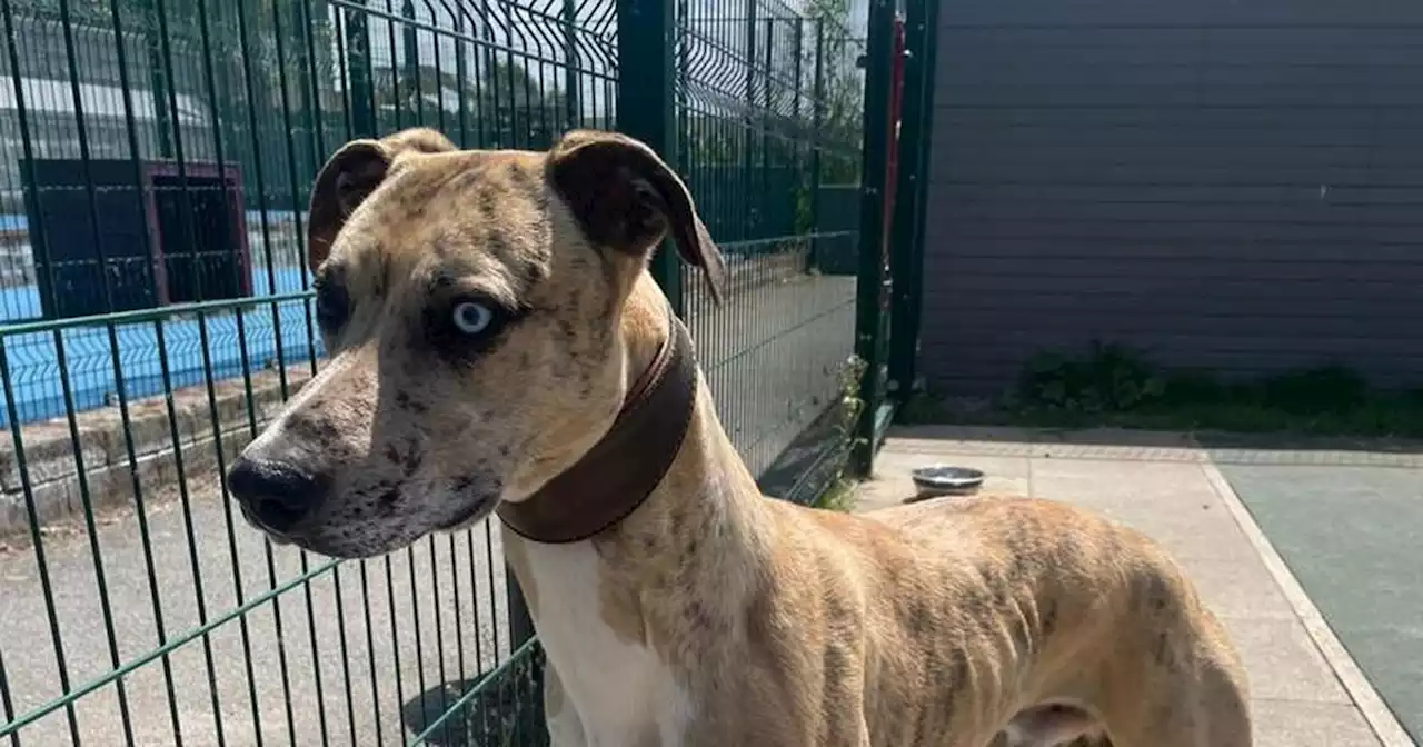 Poor dog found tied to gate at animal sanctuary on 'extremely hot day'