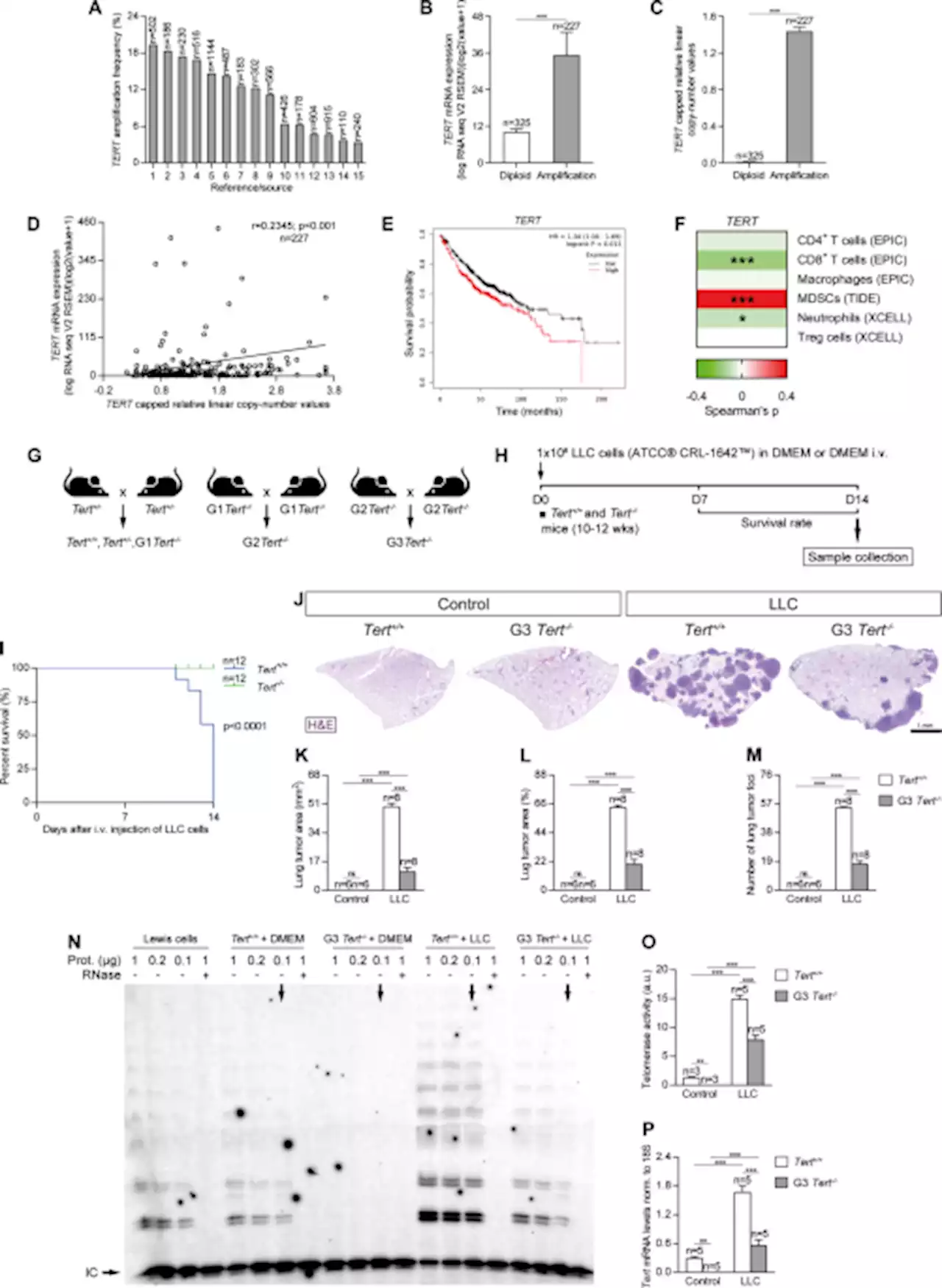 Telomerase deficiency and dysfunctional telomeres in the lung tumor microenvironment impair tumor progression in NSCLC mouse models and patient-derived xenografts - Cell Death & Differentiation