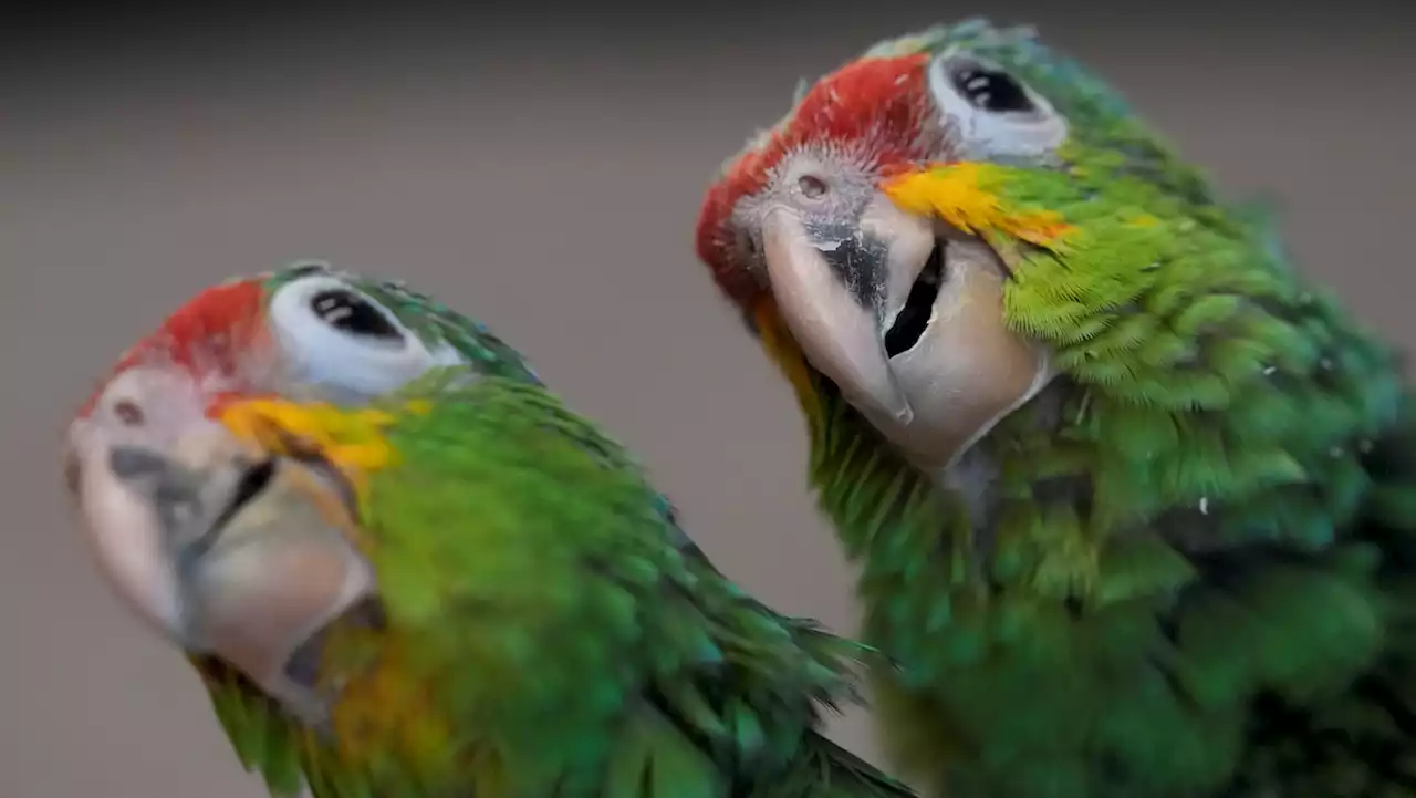 Chirping Sounds Lead Miami Airport Officials to Bag Filled With Smuggled Parrot Eggs