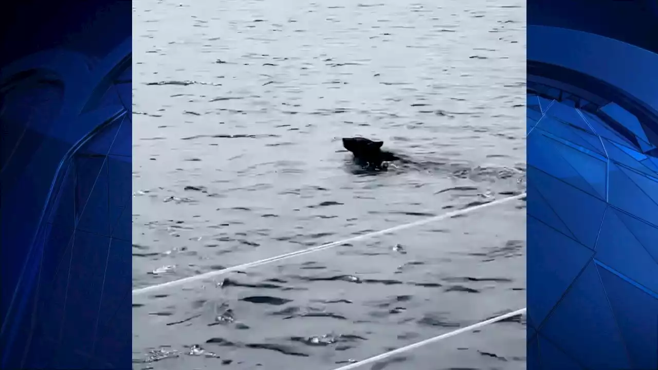 Bear Goes for a Swim Off Harbor in Marion