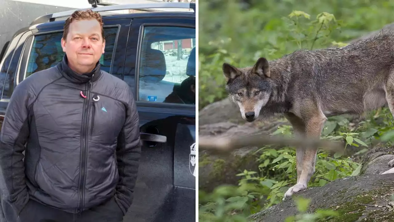 Varg gick till angrepp i Länna – dödat får och lamm