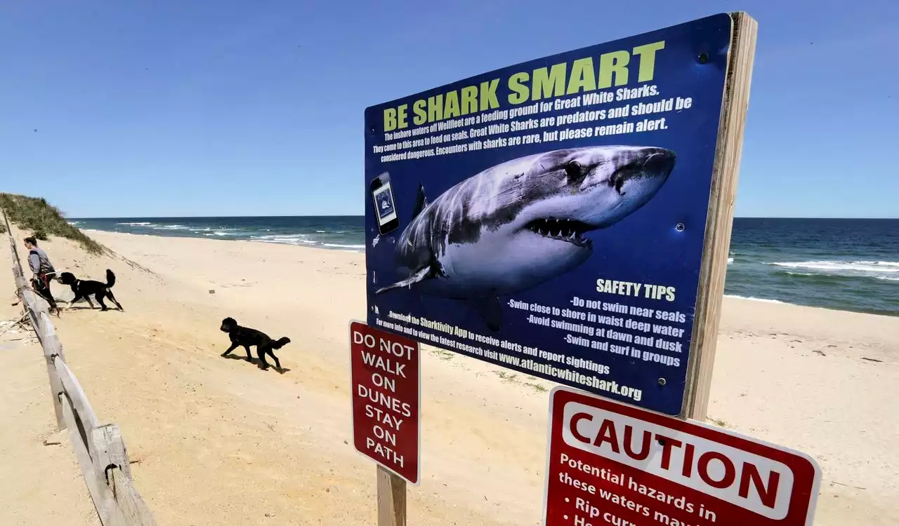 Recent shark attacks worrying beach-goers, yet experts say angst is overdone