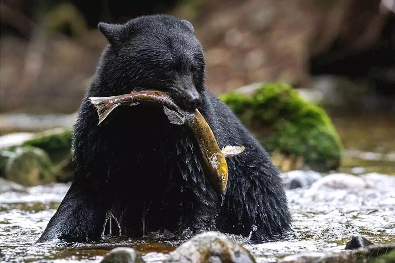 B.C. makes 'significant progress' on protecting biodiversity, report says