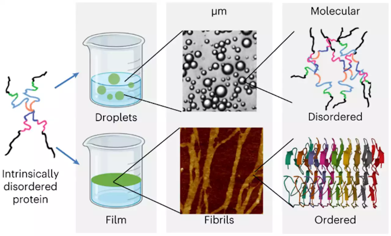 Fibril formation and ordering of disordered FUS LC driven by hydrophobic interactions - Nature Chemistry