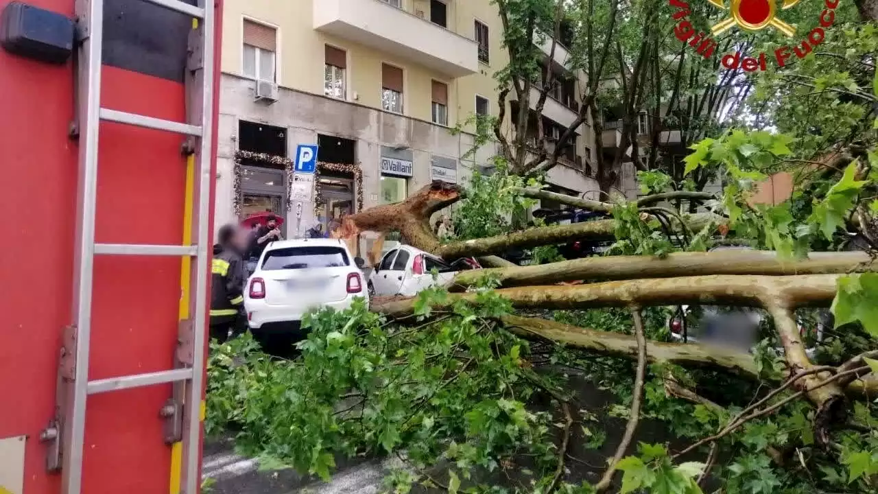 Crolla albero: danneggiate le auto in sosta