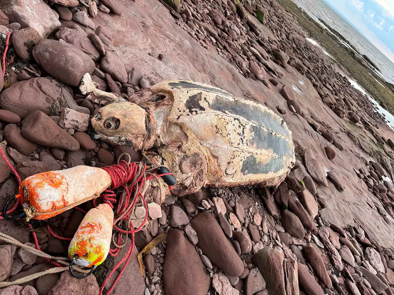 'Absolutely horrible thing to see': Leatherback sea turtle washes up on P.E.I. beach | SaltWire