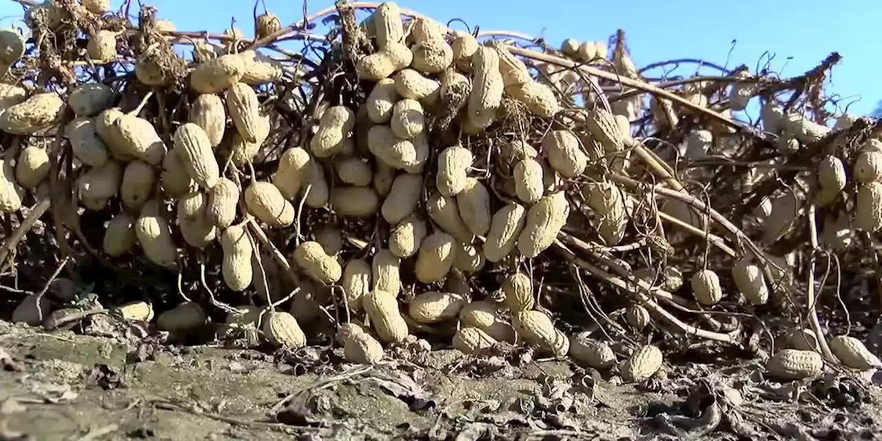 USDA: Alabama 2nd in the nation in 2022 peanut production