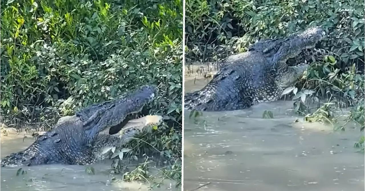 Six-metre saltwater crocodile seen eating juvenile croc during Aussie river cruise